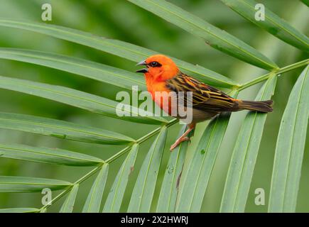 Roux (Foudia madagascariensis), mâle, assis sur un palmier, présent à Madagascar, captif Banque D'Images