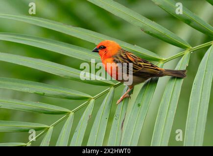 Roux (Foudia madagascariensis), mâle, assis sur un palmier, présent à Madagascar, captif Banque D'Images