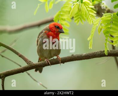 Roux (Foudia madagascariensis), mâle, assis sur une branche, survenant à Madagascar, captif Banque D'Images