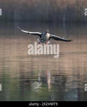 L'oie de Greylag (Anser anser) débarquant au-dessus d'un étang, Thuringe, Allemagne Banque D'Images