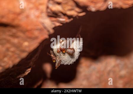 Chauve-souris de Daubenton (Myotis daubentonii), hibernant dans une grotte, Rhénanie-du-Nord-Westphalie, Allemagne Banque D'Images