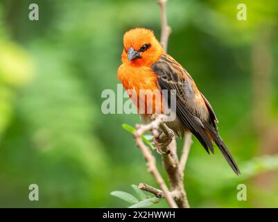 Roux (Foudia madagascariensis), mâle, assis sur une branche, survenant à Madagascar, captif Banque D'Images