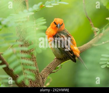 Roux (Foudia madagascariensis), mâle, assis sur une branche, survenant à Madagascar, captif Banque D'Images