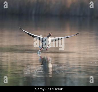 L'oie de Greylag (Anser anser) débarquant au-dessus d'un étang, Thuringe, Allemagne Banque D'Images