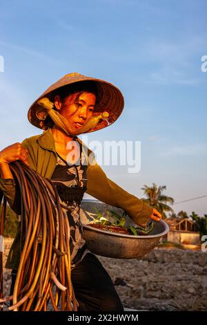 Viet Nam, delta du Mékong, femmes travaillant dans les rizières Banque D'Images