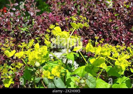 Fleurs de printemps jaune acide de Smyrnium perfoliatum poussant contre le feuillage rouge / violet de Loropetalum chinensis dans le jardin britannique avril Banque D'Images