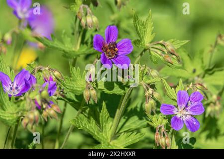 Pollinisation du bourdon sur une fleur de crane de bois (Geranium sylvaticum) un jour d'été Banque D'Images