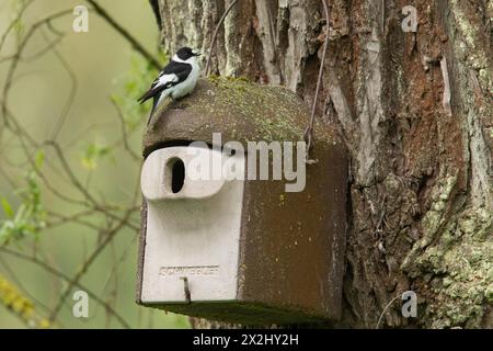 Mâle flycatcher à collier assis sur le nichoir sur le tronc d'arbre, regardant à droite Banque D'Images