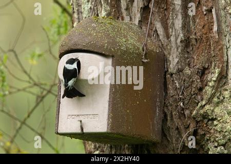 Mâle Flycatcher à collier avec bec ouvert suspendu à la nichoir sur le tronc d'arbre vu de derrière sur la droite Banque D'Images