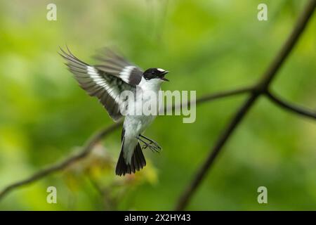 Mâle flycatcher à col avec bec ouvert et ailes ouvertes debout dans les airs regardant vers la droite Banque D'Images