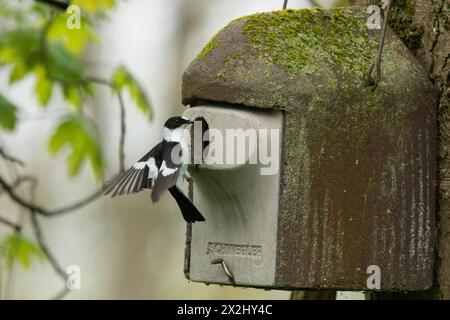 Mâle Flycatcher à collier avec ailes ouvertes suspendues à la boîte de nidification sur le tronc d'arbre vu à droite Banque D'Images