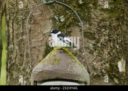 Mâle flycatcher à collier assis sur le nichoir sur le tronc de l'arbre, regardant à gauche Banque D'Images