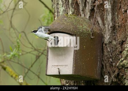 Mâle mouche à collier avec ailes ouvertes volant hors de la boîte de nidification sur le tronc d'arbre sur la gauche Banque D'Images