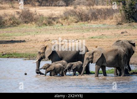 Éléphant d'Afrique (Loxodonta africana), éléphants adultes et trois juvéniles jouant et buvant dans l'eau, Parc national Kruger, Afrique du Sud Banque D'Images