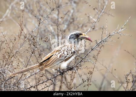 Hornbill gris africain (Tockus nasutus), femme adulte assise dans un buisson, parc national Kruger, Afrique du Sud Banque D'Images