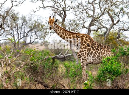 Girafe du Sud (Giraffa giraffa giraffa), avec la langue dans le nez, savane africaine drôle, parc national Kruger, Afrique du Sud Banque D'Images