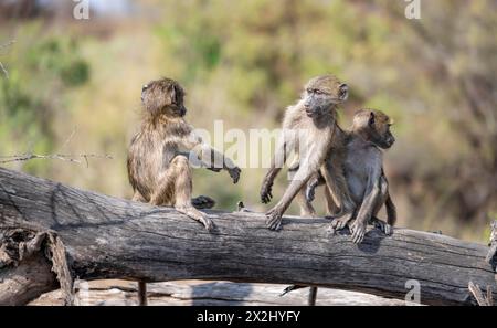 Babouins Chacma (Papio ursinus), trois petits jouant sur un tronc d'arbre, parc national Kruger, Afrique du Sud Banque D'Images