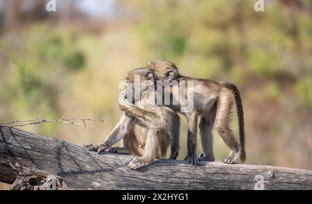 Babouins Chacma (Papio ursinus), deux petits jouant sur un tronc d'arbre, Parc National Kruger, Afrique du Sud Banque D'Images