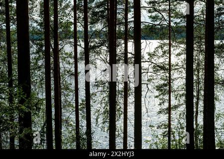 Forêt, Lac, Parc national d'Isojaervi, Finlande Banque D'Images