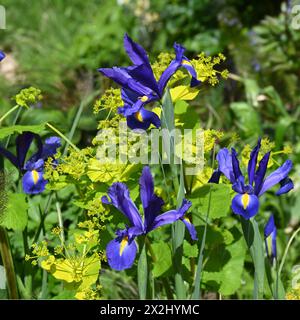 Magnifique contraste printanier de l'iris hollandais « Blue Magic » et du jaune acide Smyrnium perfoliatum dans le jardin britannique d'avril Banque D'Images