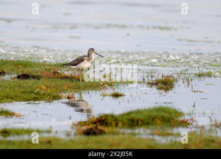 Canard vert commun (Tringa nebularia) en eau peu profonde, île de Poel, Mecklembourg-Poméranie occidentale, Allemagne Banque D'Images