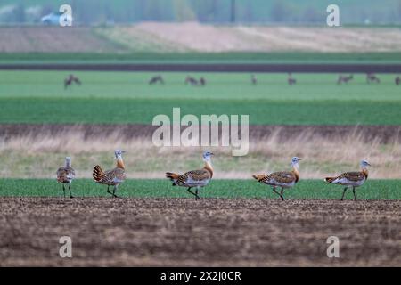 Plusieurs grandes outardes (Otis tarda) dans un champ, coqs, basse-Autriche, Autriche Banque D'Images