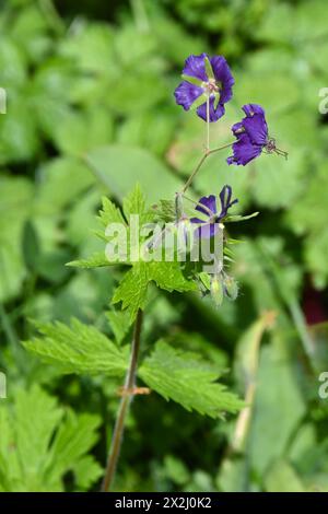 Fleurs printanières violettes riches et délicates de géranium rustique ou de cranesbill Lily Lovell dans le jardin britannique Banque D'Images
