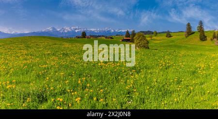 Pissenlit commun (Taraxacum sect. Ruderalia) au printemps, prairie près de Rieden am Forggensee, Ostallgaeu, Allgaeu, Bavière, Allemagne Banque D'Images