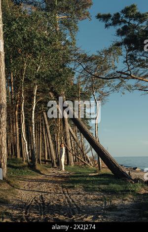 Une femme marche sur un chemin de terre entouré de grands arbres des deux côtés. Banque D'Images