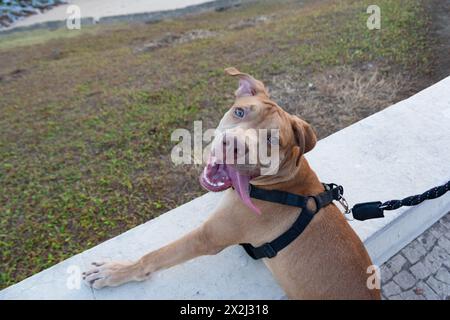 Chien pitbull docile, en laisse, brun regardant la mer depuis le rivage. Animal domestique et calme Banque D'Images