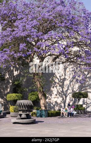 Jacaranda en pleine fleur, Jacaranda mimosifolia ; avec des fleurs violettes, Parc Chapultepec ; Mexico City Mexico Banque D'Images