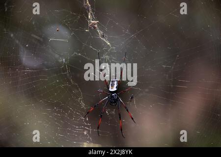 Trichonephila Nephila inaurata madagascariensis. Parc national de Ranomafana, faune de Madagascar. énorme araignée 3 cm dans le corps leng Banque D'Images