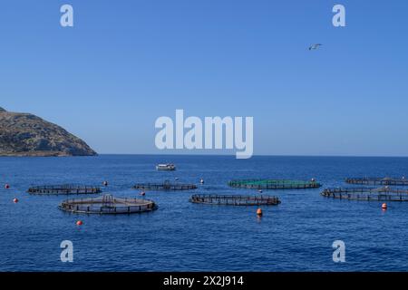 Athènes, Grèce. 19 avril 2024. Les cages à poissons flottent à la surface de l'eau dans la ferme piscicole du groupe Kastelorizo dans le golfe Saronique. La pisciculture peut offrir une approche durable pour inverser la surexploitation des populations de poissons sauvages. Crédit : Dimitris Aspiotis/Alamy Banque D'Images