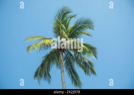 Silhouettes d'un beau palmier contre ciel bleu dans le pays chaud. Banque D'Images