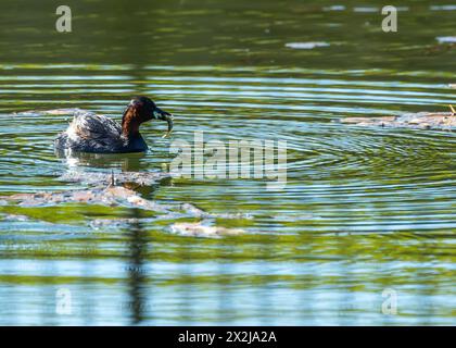 Minuscule dabchick avec une gorge de châtaigne et des joues, nage sur un étang de Dublin dans le plumage de reproduction. Banque D'Images