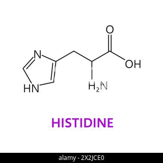 Molécule chimique d'acide aminé d'histidine, formule moléculaire et structure de chaîne, icône de vecteur. Structure moléculaire d'acides aminés essentiels d'histidine et formule de chaîne pour la médecine et la pharmacie de santé Illustration de Vecteur