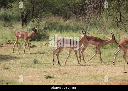 Impala pâturant dans le champ vert de bushveld sous quelques arbres épineux Banque D'Images