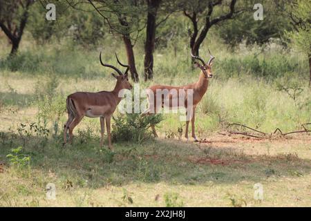 Impala pâturant dans le champ vert de bushveld sous quelques arbres épineux Banque D'Images