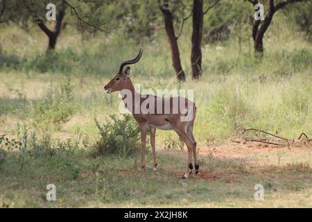 Impala pâturant dans le champ vert de bushveld sous quelques arbres épineux Banque D'Images