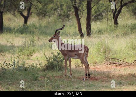 Impala pâturant dans le champ vert de bushveld sous quelques arbres épineux Banque D'Images