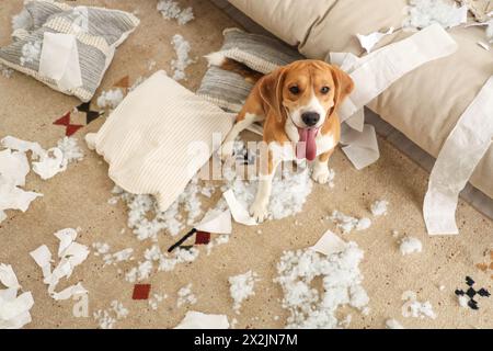 Chien méchant Beagle avec des oreillers déchirés et des rouleaux de papier toilette assis sur le sol dans le salon en désordre Banque D'Images