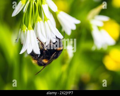 Bourdon sur poireau à trois coins, cloche de neige, Allium triquetrum dans la forêt au printemps Banque D'Images