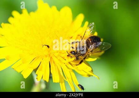 Abeille européenne, Apis mellifera, abeille sur fleurs jaunes de Sowthistle commun, Sonchus arvensis Banque D'Images