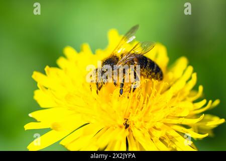 Abeille européenne, Apis mellifera, abeille sur fleurs jaunes de Sowthistle commun, Sonchus arvensis Banque D'Images