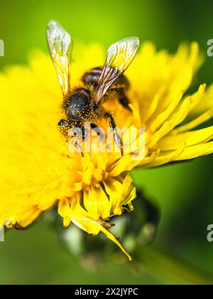 Abeille européenne, Apis mellifera, abeille sur fleurs jaunes de Sowthistle commun, Sonchus arvensis Banque D'Images