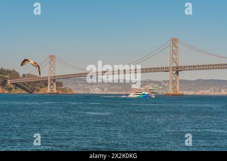 Mouette à mi-vol avec un bateau touristique passant sous un pont suspendu au-dessus d'une baie. Banque D'Images