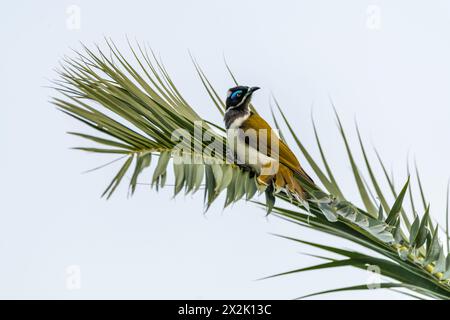 Miel à face bleue (Entomyzon cyanotis) vu dans la nature perché sur un palmier avec fond gris. Banque D'Images