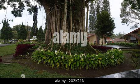 L'un des jardins du jardin de thé Wonosari Malang qui a des arbres banyan et des plantes qui sont assez bien entretenus Banque D'Images