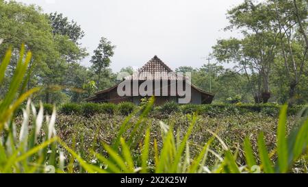 Une maison brune en bois est au milieu d'un jardin de thé dans la zone touristique du jardin de thé de Wonosari, Malang Banque D'Images