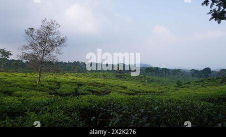 Une vaste étendue de jardins de thé dans la région de Wonosari à Malang avec un arbre au milieu et un ciel bleu dans l'après-midi Banque D'Images